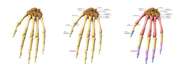 Médico precisa 3d ilustración de los huesos de la mano conjunto — Foto de Stock