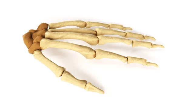 손 뼈의 의료 정확한 3D 그림 — 스톡 사진