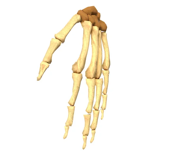 Medical accurate 3d illustration of the hand bones — Stock Photo, Image