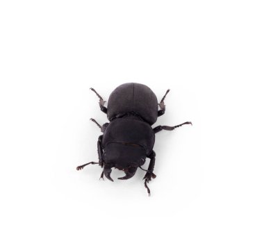 Lucanus cervus stag beetle beyaz izole