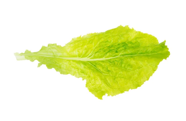 Lechuga verde fresca sobre fondo blanco — Foto de Stock