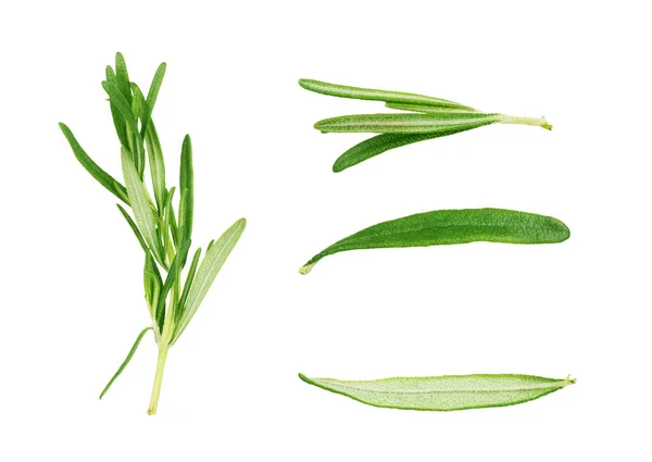 Set of fresh rosemary twigs on white background — Stock Photo, Image