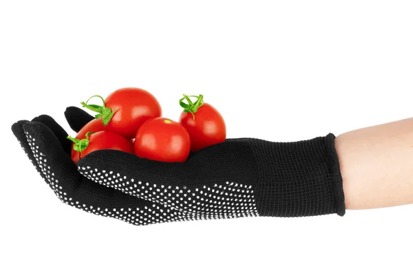 Tomates dans la main humaine. Isolé sur fond blanc — Photo