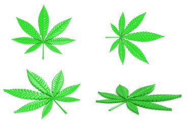 Kenevir Yaprağı beyaz arka planda izole edildi. 3B Hazırlama seti