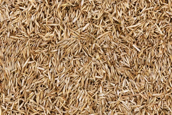 Lawn Grass Seed Background Texture Seamless Texture — Stock Photo, Image