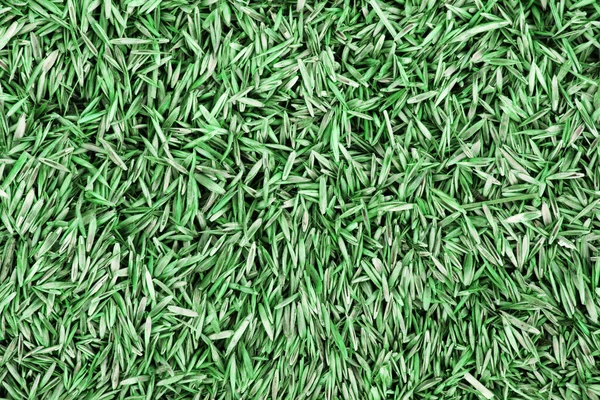 Grüner Junger Weizen Isoliert Auf Weißem Hintergrund — Stockfoto