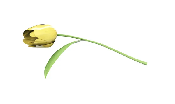Барвисті Тюльпани Візуалізація Відсічним Контуром — стокове фото