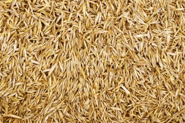 Çimen tohumu arkaplan dokusu dikişsiz