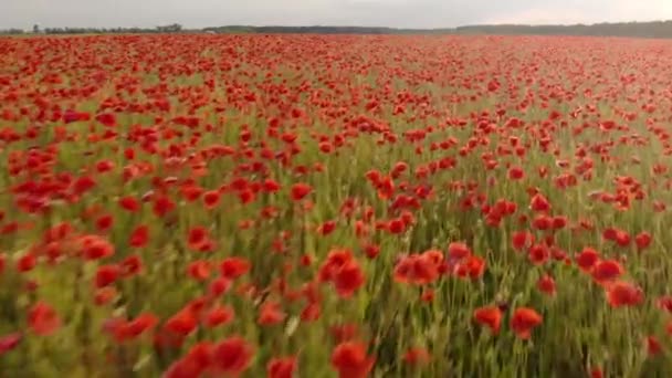 Imágenes Aviones Tripulados Vuelo Sobre Campo Rojo Amapolas Ucrania — Vídeos de Stock