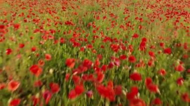 Haşhaş kırmızı alan üzerinde uçuş 4k drone görüntüleri