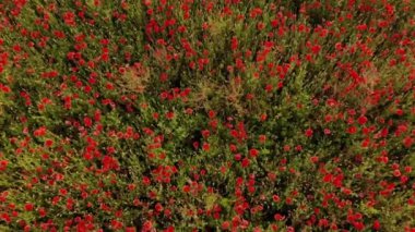 Haşhaş kırmızı alan üzerinde uçuş 4k drone görüntüleri