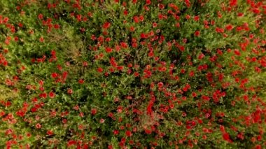 Haşhaş kırmızı alan üzerinde uçuş 4k drone görüntüleri