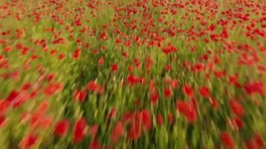 Haşhaş kırmızı alan üzerinde uçuş 4k drone görüntüleri