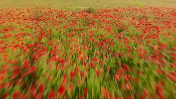 Imagens do zangão 4K do vôo sobre o campo vermelho das papoilas — Vídeo de Stock