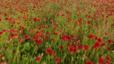 Haşhaş kırmızı alan üzerinde uçuş 4k drone görüntüleri