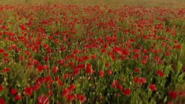 Haşhaş kırmızı alan üzerinde uçuş 4k drone görüntüleri