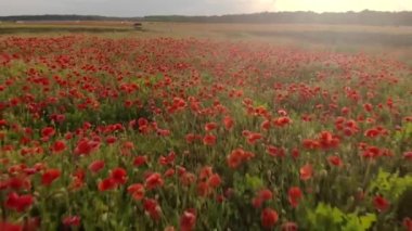 Haşhaş kırmızı alan üzerinde uçuş 4k drone görüntüleri