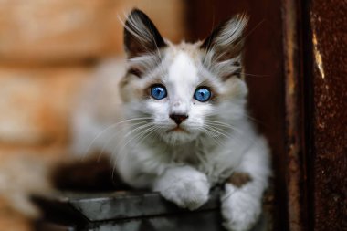 Evsiz beyaz kedi yavrusu. Mavi gözlü güzel bir kedi.