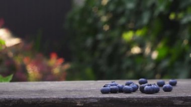 Birisi bahçedeki ahşap bankın üzerine yaban mersinli küçük dekoratif bir kova koymuş.