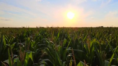 Yaz günbatımında yeşil mısır tarlasının insansız hava aracı görüntüsü