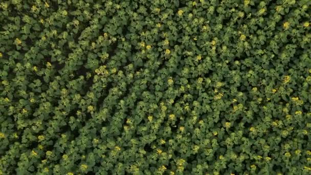 Vue aérienne du champ de tournesols. Drone se déplaçant à travers le champ jaune de tournesols. Des rangées de tournesols sur une colline. Industrie agricole.