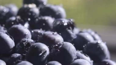 Su damlalarıyla Blueberry 'yi kapatın. Yakında bir sürü olgun yabanmersini var. Organik ve sağlıklı yiyecekler..