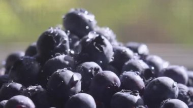 Su damlalarıyla Blueberry 'yi kapatın. Yakında bir sürü olgun yabanmersini var. Organik ve sağlıklı yiyecekler..