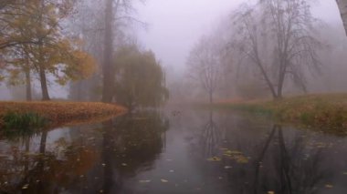 Sonbahar parkında ördeklerin sisli olduğu küçük göl üzerindeki renkli ağaçların hava aracı görüntüleri.