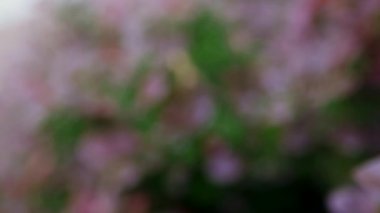 Kamera örümceği takip ediyor. Yaz akşamları nemli yaprakların arasından geçiyor.