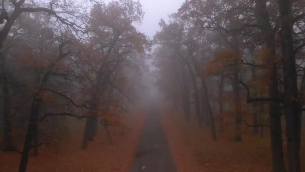 İHA, gizemli sis parkında kahverengi sonbahar ağaçlarıyla yol üzerinde uçuyor. — Stok video
