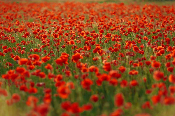 Poppies Green Field Summer Sunset Selective Focus — Stock Photo, Image