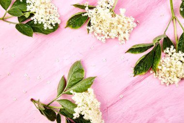 Çiçek, pembe bir arka plan üzerinde yaşlı. Elderflower çerçevesinden. Üstten görünüm. Düz yatıyordu. Kopya alanı.