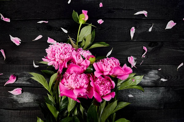Hermosas Flores Peonía Rosa Sobre Fondo Negro Copiar Espacio Vista — Foto de Stock
