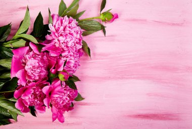 Güzel pembe şakayık çiçekleri pembe bir arka plan üzerinde. Alanı yukarıdan kopyalayın. Düz yatıyordu style.greeting kartı. Kadın ya da anneler günü. Doğum günü