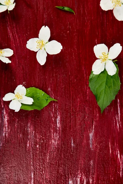 Patrón Con Flores Jazmín Hojas Sobre Fondo Rojo Madera Acostado — Foto de Stock