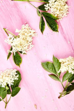 Çiçek, pembe bir arka plan üzerinde yaşlı. Elderflower çerçevesinden. Üstten görünüm. Düz yatıyordu. Kopya alanı.