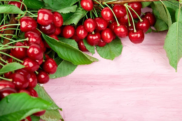 Ripe cherry berries and cherry  leaf colourful bright pattern on pink background. Top view. Flat lay.