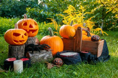 Cadılar Bayramı. Jack-o-Lantern. korkutucu kabak mumlar ve yeşil orman, açık örümcek yakınındaki bir gülümsemeyle. Dekorasyon.