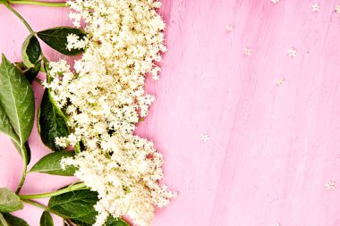 Çiçek, pembe bir arka plan üzerinde yaşlı. Elderflower çerçevesinden. Üstten görünüm. Düz yatıyordu. Kopya alanı.