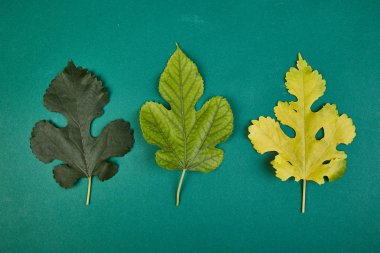 Renkli yeşil ve sarı sonbahar yaprakları yaratıcı düzeni. Sonbahar desen yaprak yeşil zemin üzerine yaptı. Düz yatıyordu. Üstten görünüm. Sezon kavramı. Sonbahar. Şükran günü