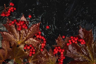 Sonbahar sonbahar ıslak maple kırmızı yaprakları ve siyah arka plan üzerine kartopu meyveleri ile arka plan. Üstten görünüm. düz yatıyordu. kopya alanı. Şükran günü. Yağmur.