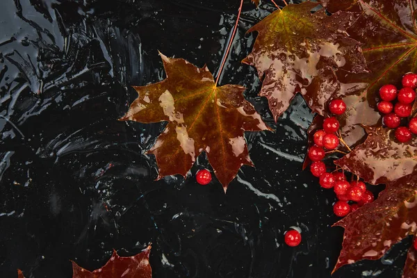 Fundo Outono Com Outono Molhado Bordo Folhas Vermelhas Bagas Viburnum — Fotografia de Stock