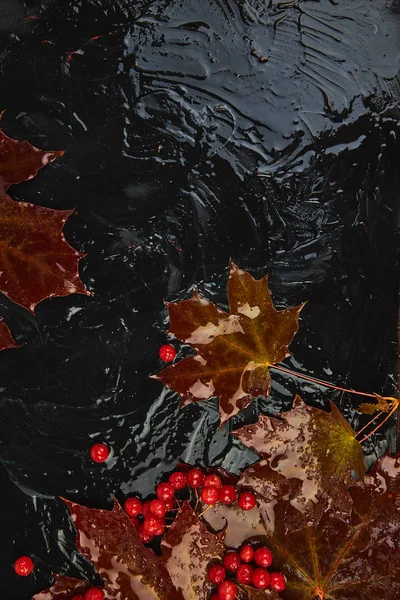 Fondo Otoño Con Hojas Rojas Arce Húmedo Otoño Bayas Viburnum —  Fotos de Stock