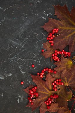 Sonbahar sonbahar kırmızı akçaağaç yaprakları ve siyah arka plan üzerine kartopu meyveleri ile arka plan. Üstten görünüm. düz yatıyordu. kopya alanı. Şükran günü
