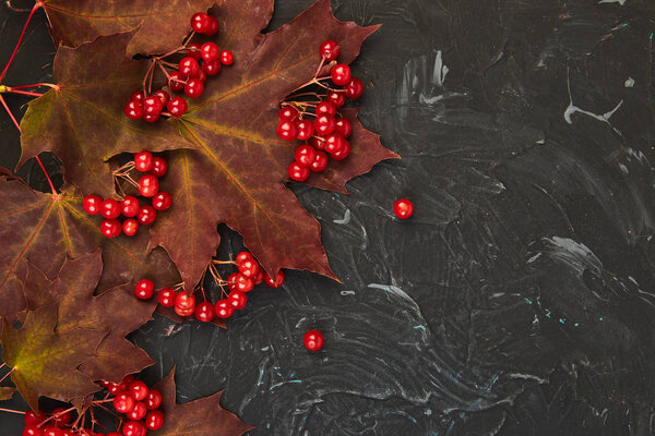 Autumn background with autumn maple red leaves and viburnum berries on black background. Top view. flat lay. copy space. Thanksgiving day