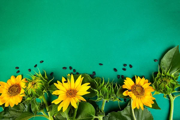 Flowers of sunflower, leaves and seed, mature on green background. Autumn Concept. Top View. Space for Text. Flat lay. Flowers composition. Still life.