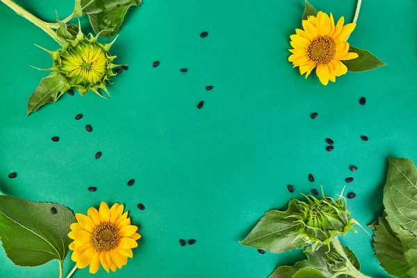 Sonnenblumenblüten Blätter Und Samen Reifen Auf Grünem Hintergrund Herbstkonzept Ansicht — Stockfoto