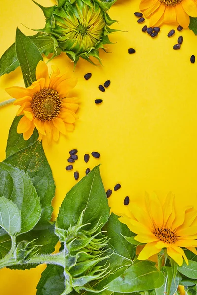 Flowers of sunflower, leaves and seed, mature on yellow background. Autumn Concept. Top View. Space for Text. Flat lay. Flowers composition. Still life.