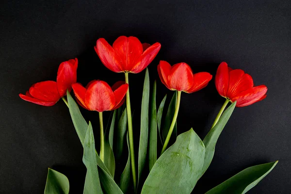 Overhead view of red tulips isolated on black background. Flat lay, top view.  Empty space for lettering, text, letters, inscription. Beautiful horizontal flat lay postcard template