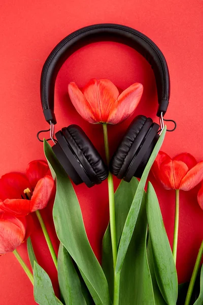 Black Headphones and red  bouquet tulips on red background. Flat lay. Top view. Copy space. Listen to  the music.